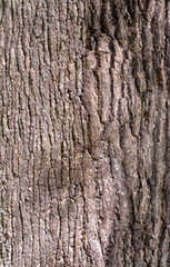 Obraz premium Deciduous tree bark. Textural background