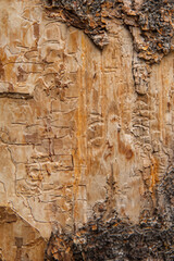 Fototapeta na wymiar Deciduous tree bark. Textural background