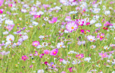 Cosmos blooming in the autumn fields.