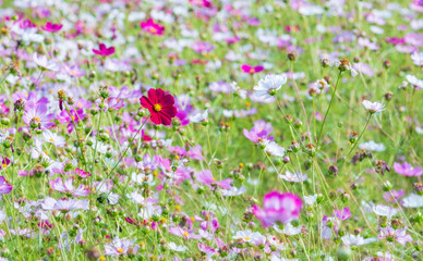 Obraz premium Cosmos blooming in the autumn fields.