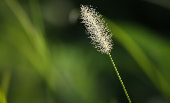 Flower of grass in nature, Foxtail grass in the sunlight.
