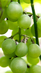 Green grapes on the vine