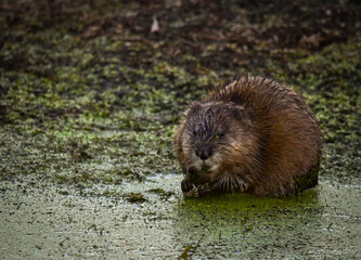 muskrat in swamp