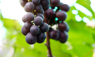 Purple grapes on the vine
