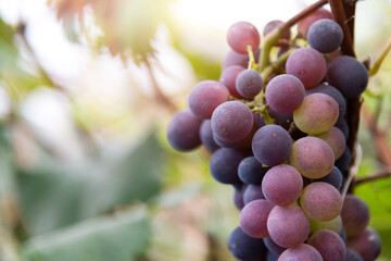 Purple grapes on the vine