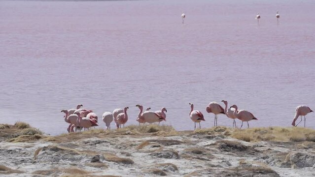 Group of pink flamingos gathering in the colorful saline water of Laguna Colorada, a popular stop on the trip to Uyuni Salf Flat in the high altitude of the Altiplano in the Andes of Bolivia.