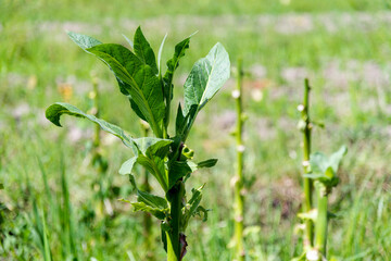 Growing tobacco in the field