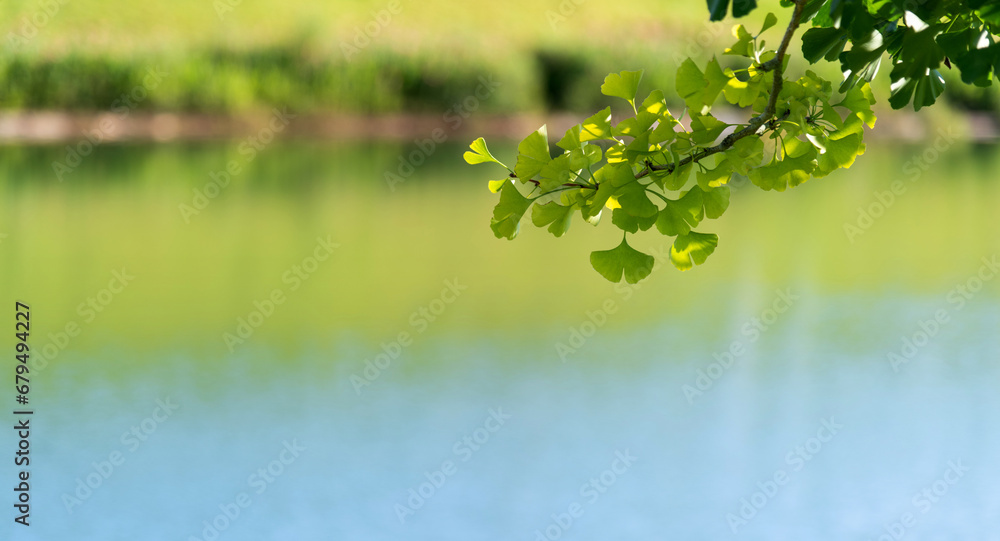 Wall mural Background of ginkgo tree leaves