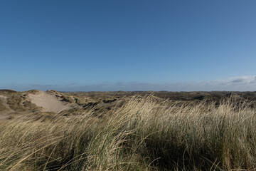 Marram grass  (Ammophila arenaria) in front of a dune landscape at the Dutch North sea