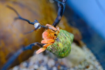 Macro Photography. Animal Close up. Macro photo of a Red Hermit crab, Coenobita Rugosus, stuck on a branch. Shot in Macro lens