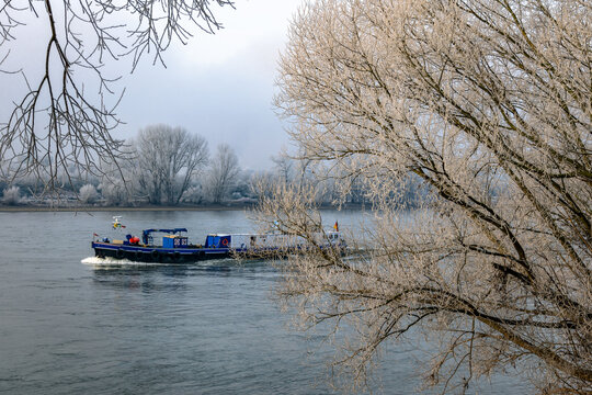 A river barge going up the river Rhine in wintertime, with hoar frost on trees in foreground foggy background