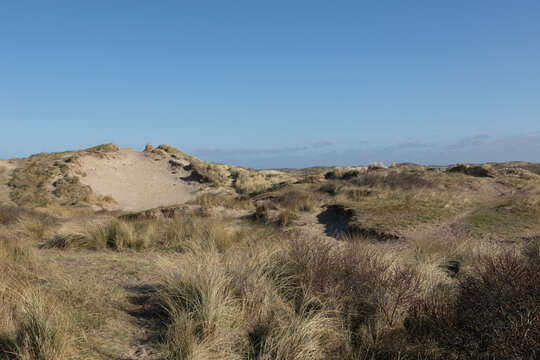 Marram grass  (Ammophila arenaria) in front of a dune landscape at the Dutch North sea