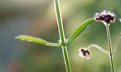 Verbena flowers blooming in the garden