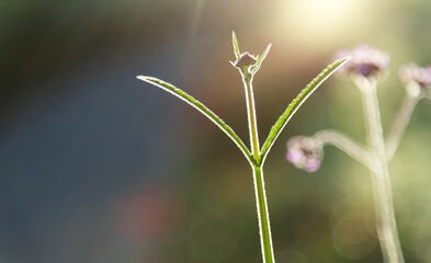 Verbena flowers blooming in the garden