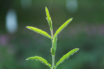 Close up of verbena leaves and stem