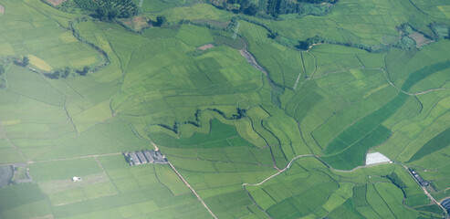 Aerial view of rice field