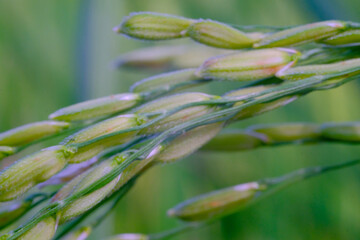 Macro Photography. Plants Close up. Macro shot of green rice grains from the rice plant (Oryza sativa) in the morning. Detailed and macro photos of rice grains, unripe rice grains. Shot in Macro lens