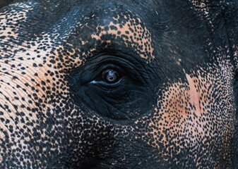 elephant's eyes, healthy surface, good mood.