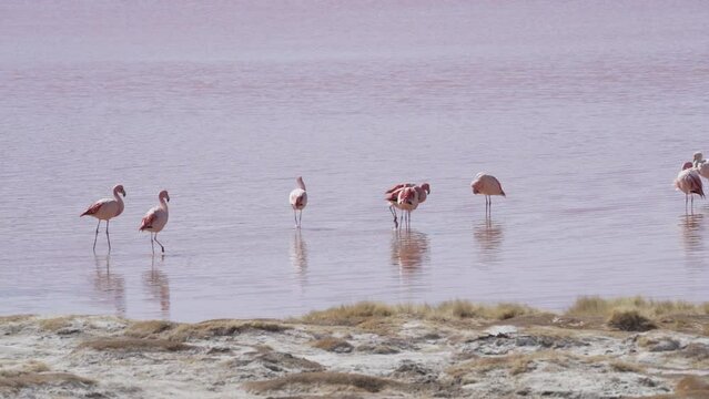 Group of pink flamingos gathering in the colorful saline water of Laguna Colorada, a popular stop on the trip to Uyuni Salf Flat in the high altitude of the Altiplano in the Andes of Bolivia.