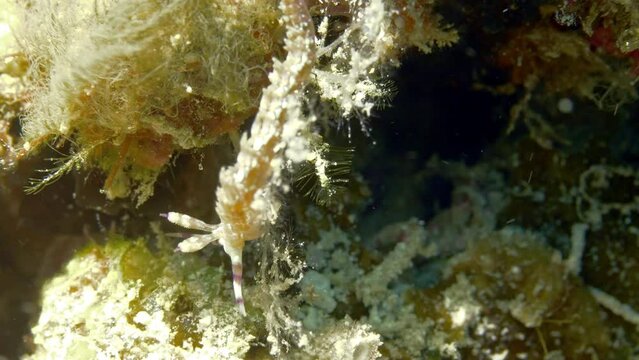 Incredible rare nudibranch camouflaged among the soft corals.