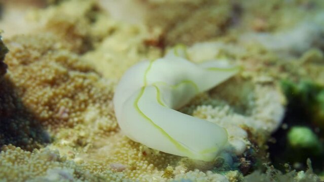 Amazing white and yellow nudibranch (Chromodoris Africana) slowly crawling on the reef.