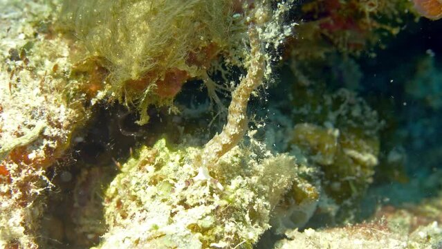 Incredible nudibranch completely camouflaged with the coral reef, hanging from an algea.