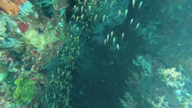 Close up underwater view of shoals of baby fish fry swimming over beautiful healthy coral reef ecosystem of Coral Triangle in Timor-Leste, Southeast Asia