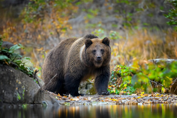 Brown bear in autumn forest. Animal in nature habitat