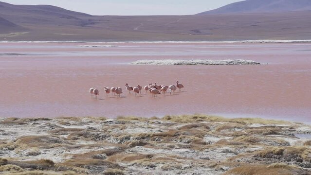 Group of pink flamingos gathering in the colorful saline water of Laguna Colorada, a popular stop on the trip to Uyuni Salf Flat in the high altitude of the Altiplano in the Andes of Bolivia.