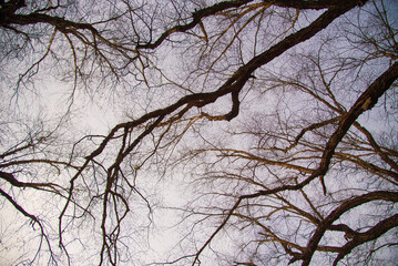 branches against blue sky