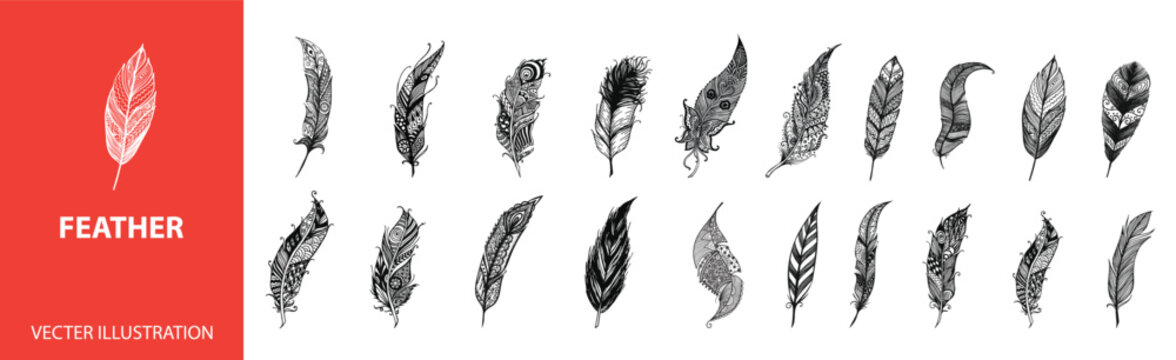 Fototapeta Hand drawn feathers set on white background. feathers collection. feathers vector illustation
