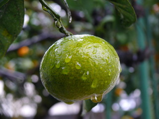 雨の中の青いみかん