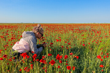 A woman on the background of a poppy field in the Crimea. A beautiful field of wild red poppies at...