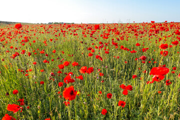 Poppy field in the Crimea. A beautiful field of wild red poppies at sunset in the evening. Sunset over a poppy field in the countryside. Red poppies on a poppy field. Russia