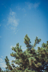 Obraz premium 青空と松