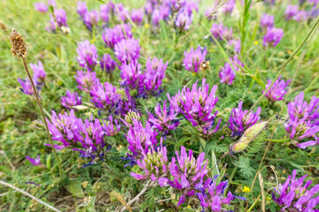 Flowers on Cape Tarkhankut. The rocky coast of the Dzhangul Reserve in the Crimea. Turquoise sea water. Rocks and grottoes of Cape Tarkhankut on the Crimean Peninsula