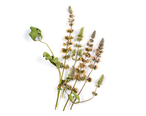 Dried mint sprigs on a white background. Dried natural mint inflorescences.