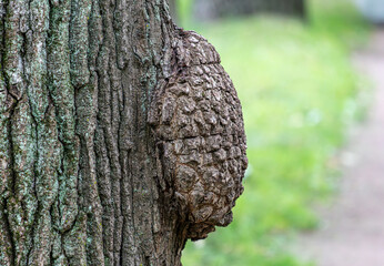 Cancerous tumor on the bark of a tree