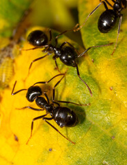 Close-up of ants and aphids on a leaf. Macro