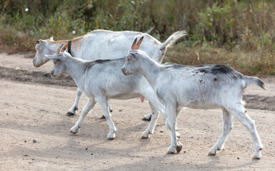 Goats walk along a dirt road to a pasture