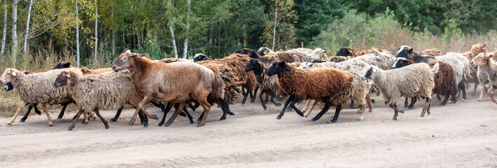 A herd of sheep walks along a dirt road to a pasture