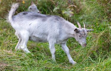 Naklejka na ściany i meble A goat grazes in the grass in a pasture