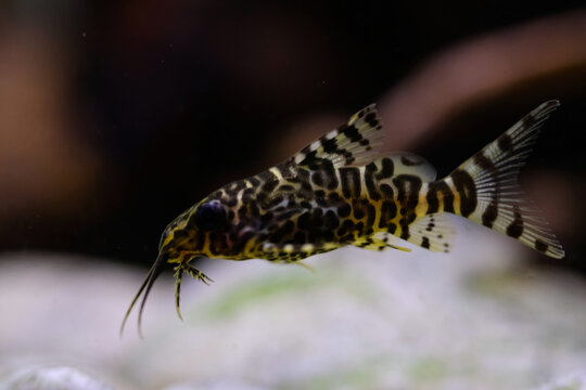 Macro Photography. Animal Close up. Macro shot of Synodontis nigriventris catfish in the aquarium. Fish on tanks. Shot in Macro lens
