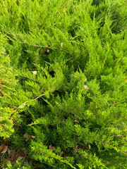 Green thuja branches in nature as a background