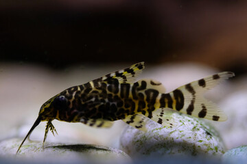 Macro Photography. Animal Close up. Macro shot of Synodontis nigriventris catfish in the aquarium. Fish on tanks. Shot in Macro lens
