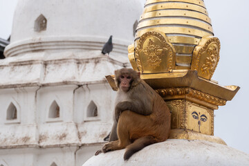 Monkeys at the Monkey Temple, Nepal