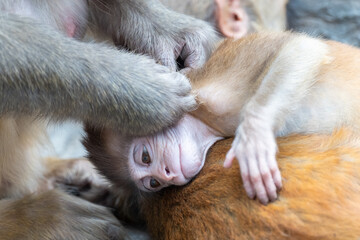 Fototapeta na wymiar Monkeys at the Monkey Temple, Nepal
