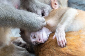 Photo sur Plexiglas Dhaulagiri Monkeys at the Monkey Temple, Nepal