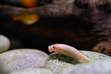 Animal Photography. Animal Close up. Macro shot of White Chinese algae eater fish swimming freely in the aquarium. Shot in Macro lens