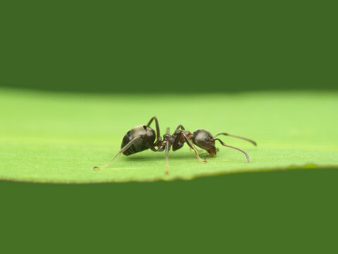 Image of Black Ant Eats A Rotten Mango Macro Closeup-WE163162-Picxy